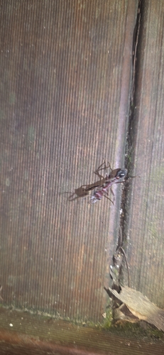 Giant Bulldog Ant