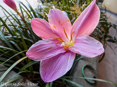 Zephyranthes carinata