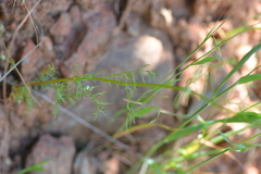 Gilia capitata capitata