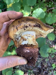 Calonarius elegantio-occidentalis