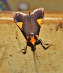 Ulopeza conigeralis