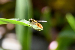 Sphaerophoria pyrrhina