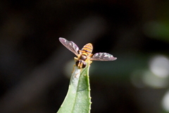 Sphaerophoria pyrrhina