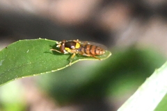 Sphaerophoria pyrrhina