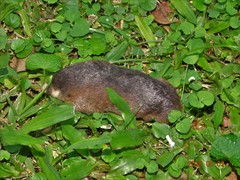 Amblysomus hottentotus