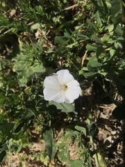 Calystegia subacaulis