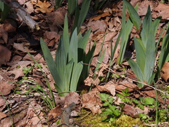 Iris × hybrida
