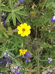 Tagetes lemmonii