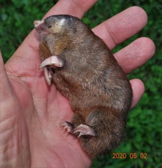 Amblysomus hottentotus