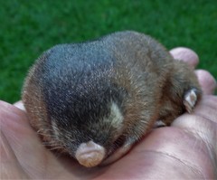 Amblysomus hottentotus