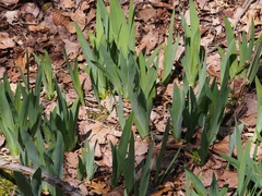 Iris × hybrida