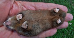 Amblysomus hottentotus