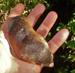 Amblysomus hottentotus