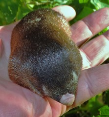 Amblysomus hottentotus