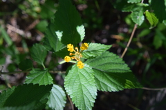 Lantana × hybrida