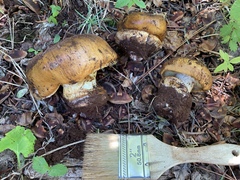 Calonarius elegantio-occidentalis