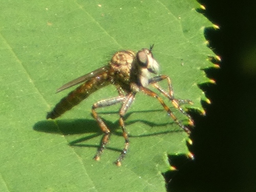 brown heath robberfly, Emmen, Nederland, photo 5 of 10