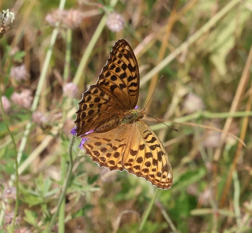 Silver-washed Fritillary