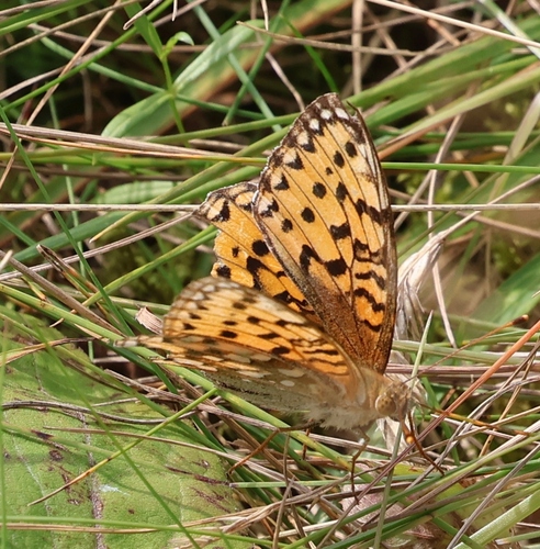 Dark Green Fritillary