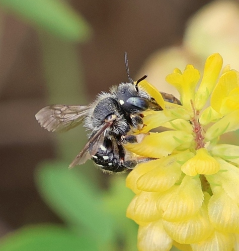 Punctate Wool-carder Bee