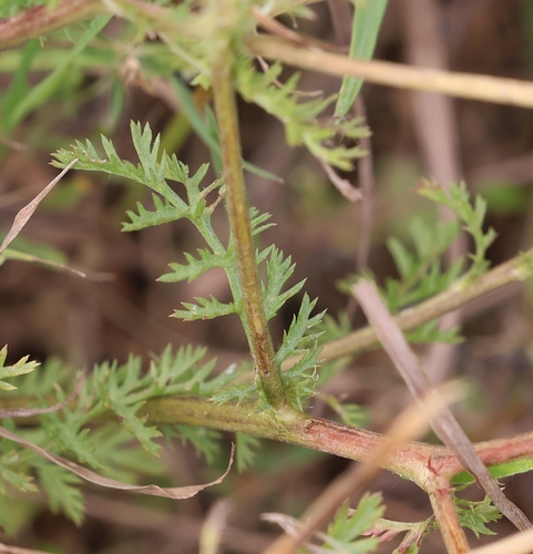Anthemis arvensis, photograph 4