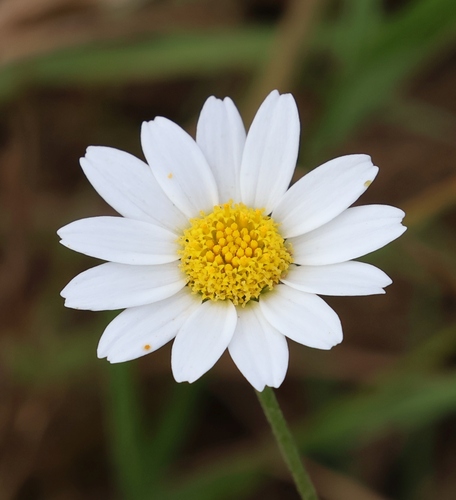 Corn Chamomile