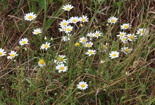 Anthemis arvensis, photograph 5