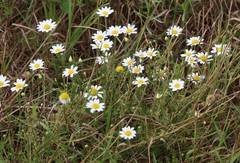 (c) Andrejus Gaidamavičius, some rights reserved (CC BY) Anthemis arvensis, photograph (c) Andrejus Gaidamavičius, some rights reserved (CC BY)