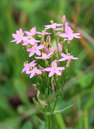 Common centaury