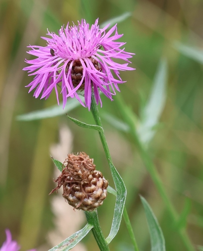 Brown Knapweed