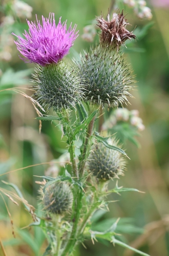 Bull Thistle