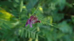 Vicia cassubica, photograph (c) Marcin Dyderski, some rights reserved (CC BY)