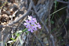 Phlox speciosa