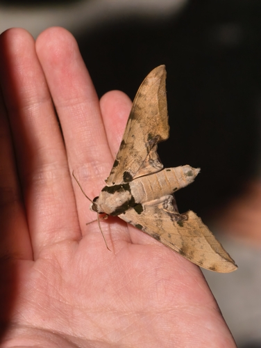 Ambulyx kuangtungensis