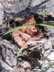 Gyromitra fastigiata