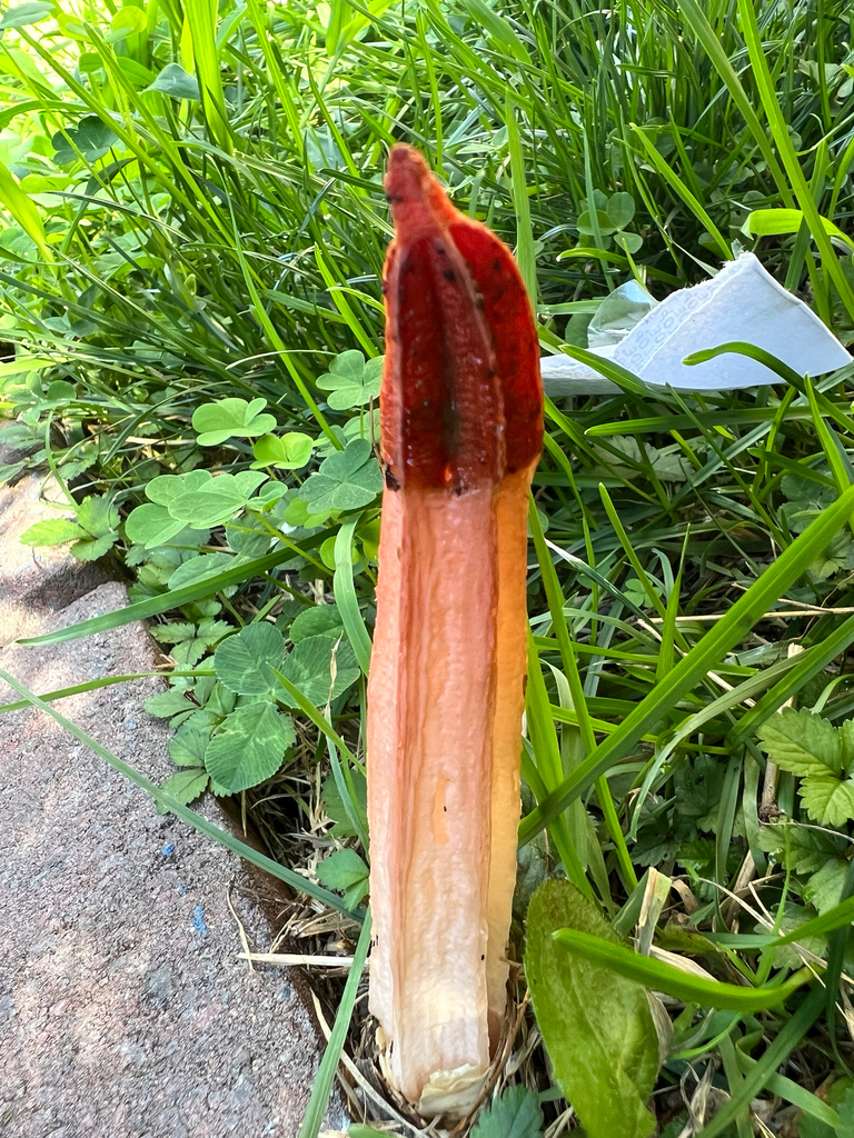lantern stinkhorn · August 2026 · photo: Photo: no rights reserved · iNaturalist