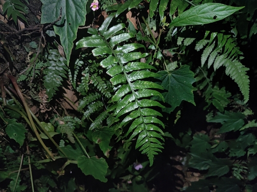 Asplenium wrightii observed 2026-08-04