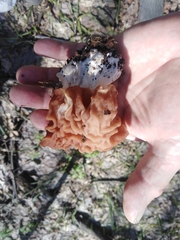 Gyromitra fastigiata