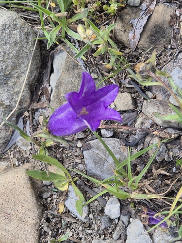 Campanula alpestris, photograph 2