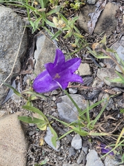 Campanula alpestris, photograph (c) Antoine Guiguet, some rights reserved (CC BY)