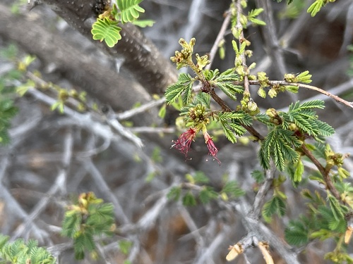 Calliandra depauperata