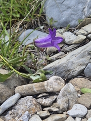 Campanula alpestris, photograph (c) Antoine Guiguet, some rights reserved (CC BY)