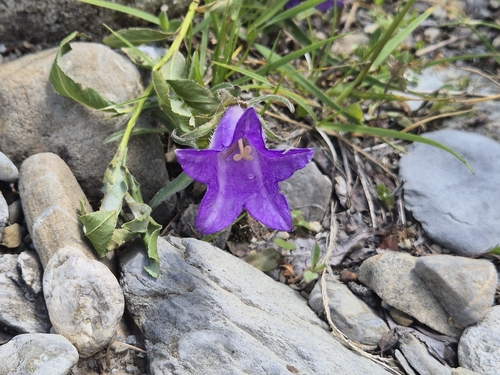 Campanula alpestris, photograph 4