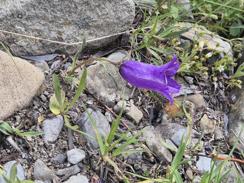 Campanula alpestris, photograph 5