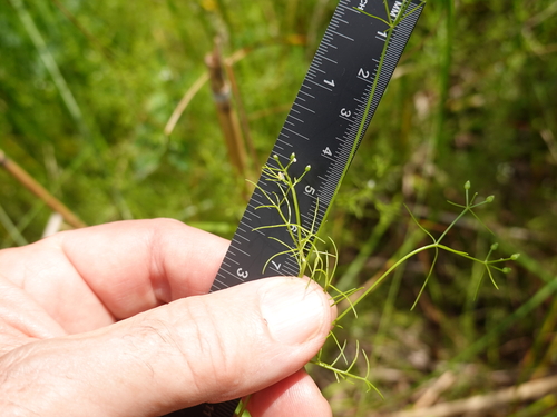 Ptilimnium capillaceum observed 2026-08-02