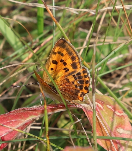 Scarce Copper
