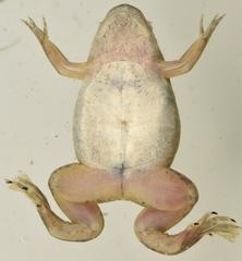 Xenopus victorianus