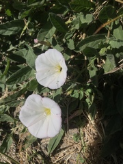 Calystegia subacaulis