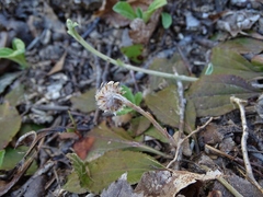 Antennaria solitaria