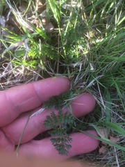 Selinum carvifolia